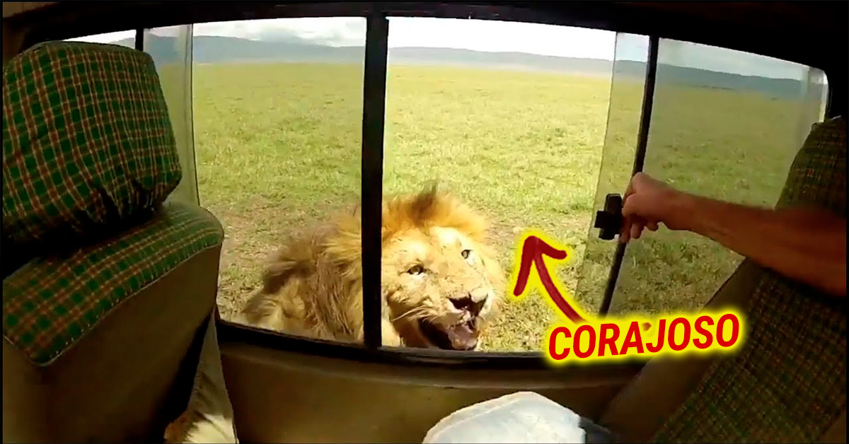 Turista tenta acariciar leão durante um safari