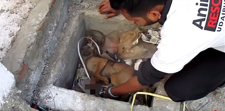 Resiliência: cão sobrevive após ser atropelado por comboio