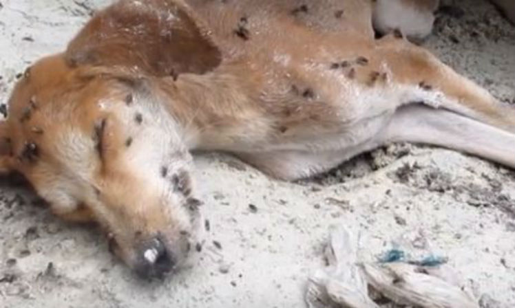 Cão vítima de maus-tratos é encontrado quase morto na Índia