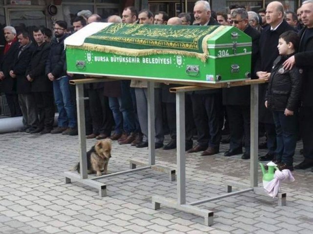 Cão acompanha funeral e visita o túmulo do seu dono todos os dias