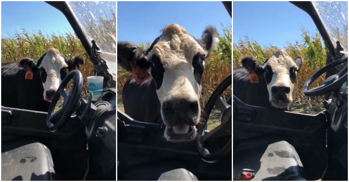 Vaca corre com tratador de gado depois deste tentar colocar marcador na sua cria