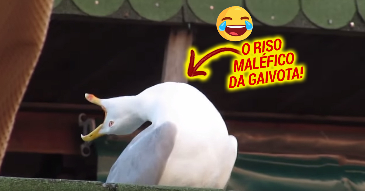 Apenas uma gaivota a rir de forma maléfica