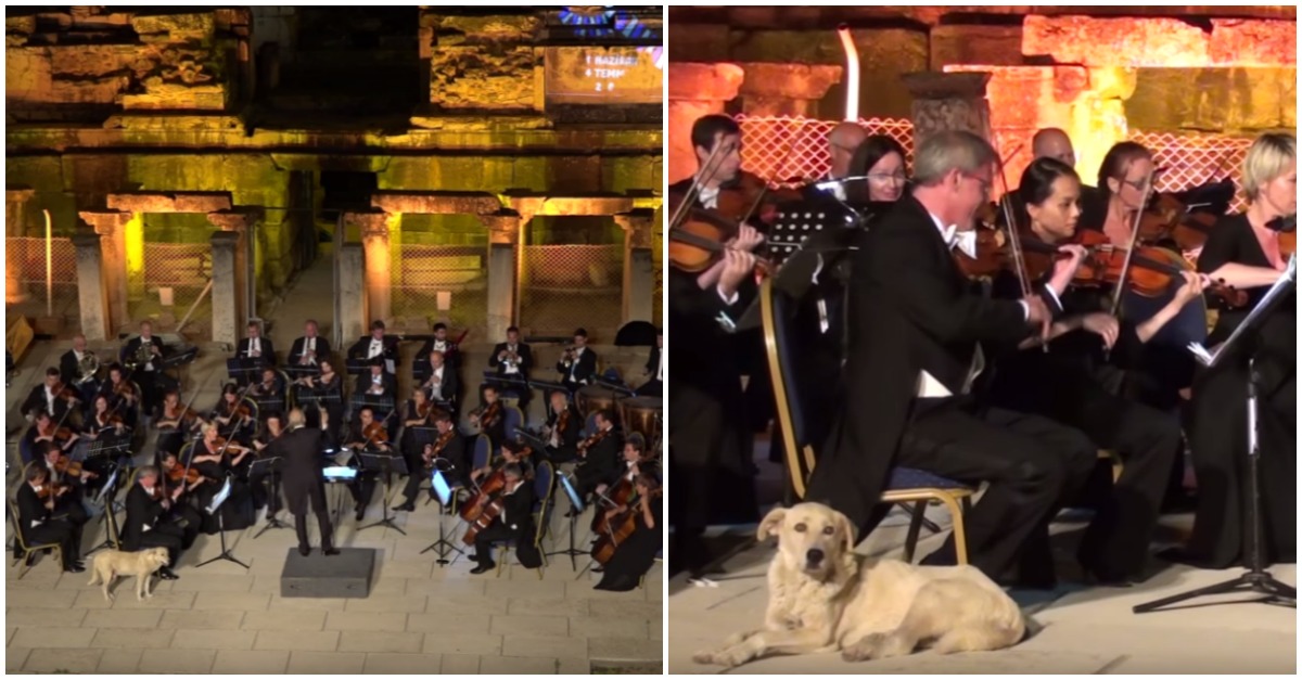 Cãozinho rouba a cena ao invadir concerto de orquestra ao ar livre