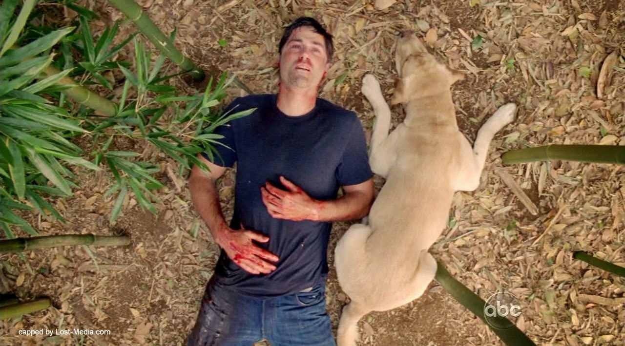 Cão sonha com série LOST