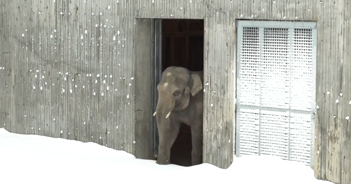 Zoo fecha devido à neve, trabalhador vai ver como estavam os animais e foi isto que encontrou