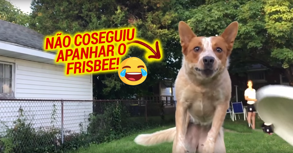 Cão tenta apanhar frisbee no ar… mas falha da melhor forma possível!