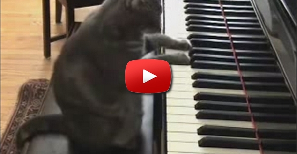 Gato Pianista