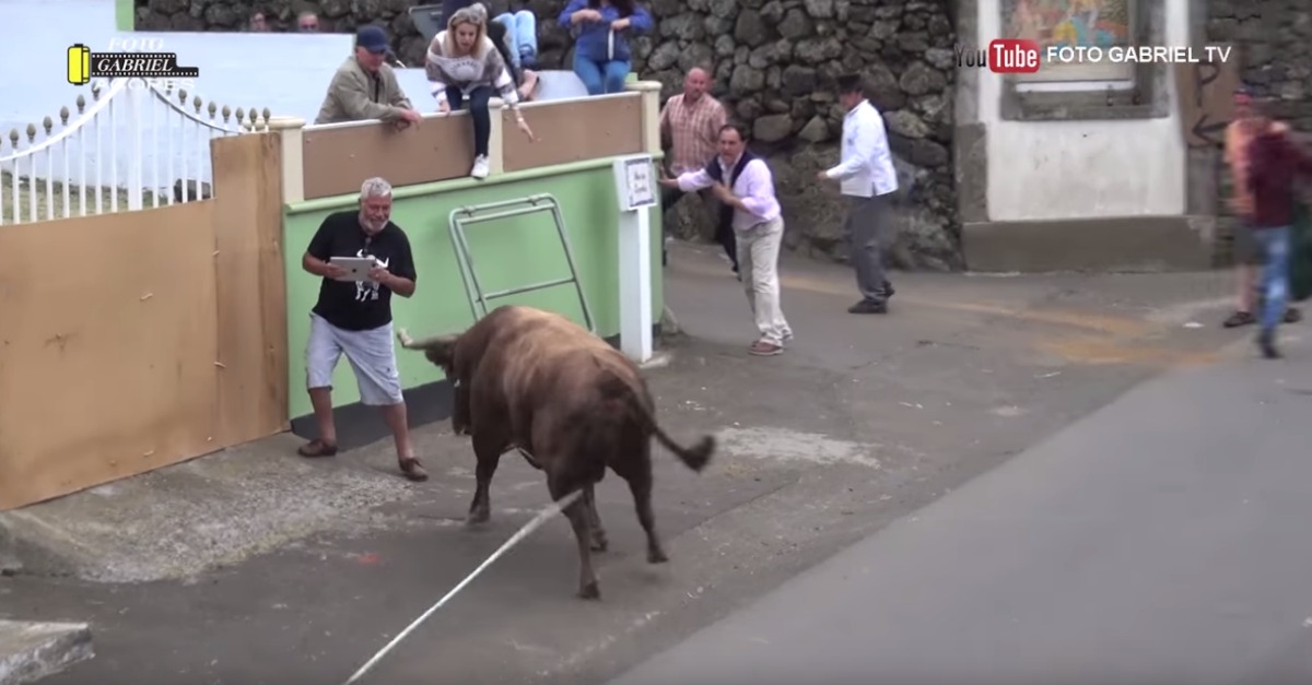 Touro faz aquilo que todos nós queremos e gostamos!