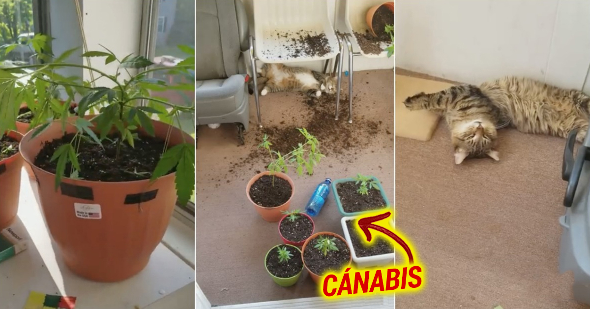 Gatos curiosos comem planta de canábis da dona e entram noutra dimensão