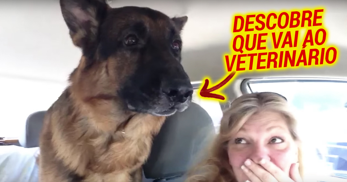 Cão entra em pânico quando percebe que está a caminho do veterinário