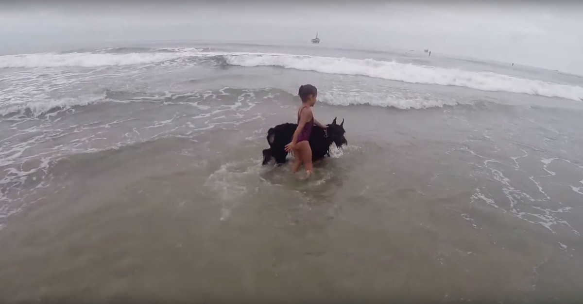 Cão salva-vidas não sai de perto de menina e impede-a de avançar no mar