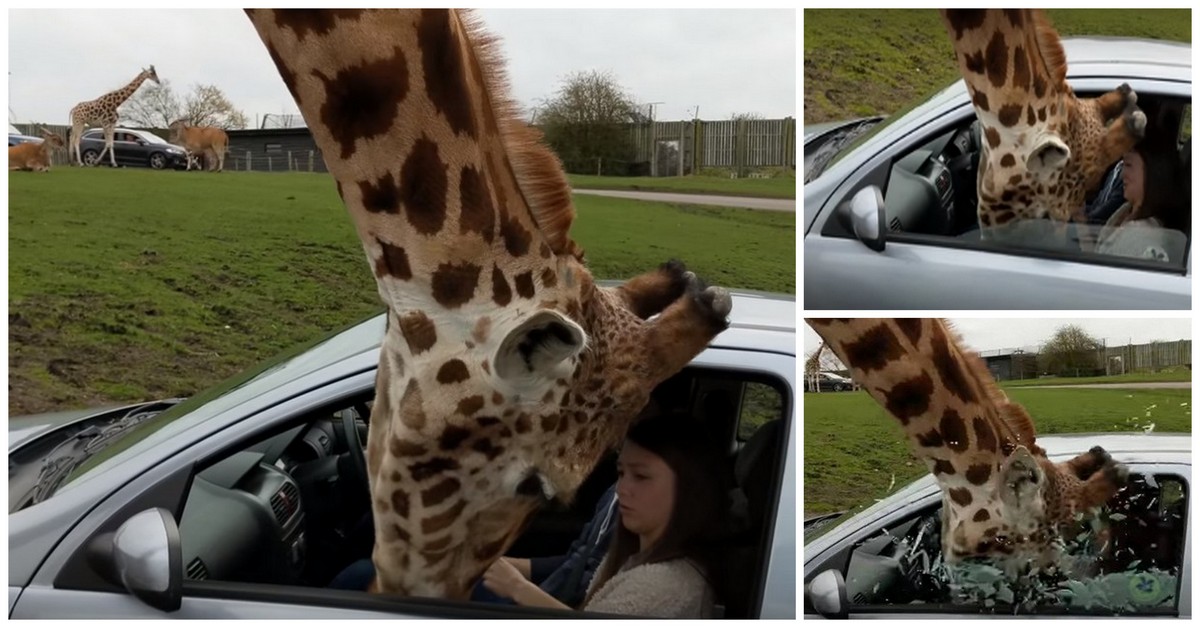 Girafa mete cabeça dentro de um carro e parte o vidro