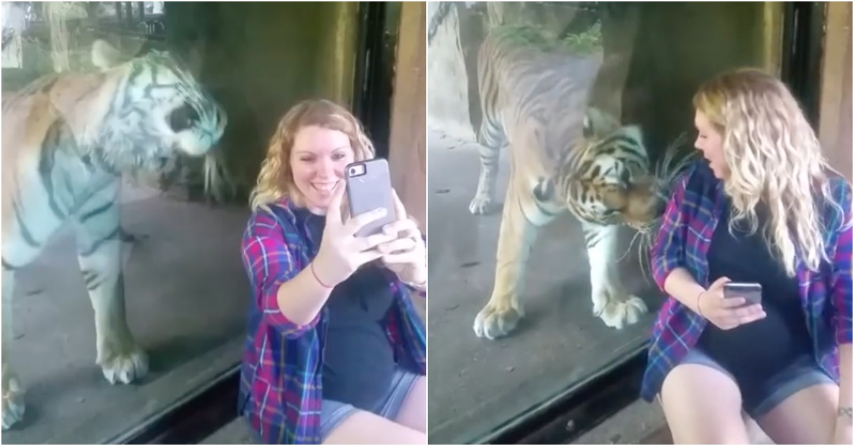 Grávida tira selfie com tigre e o animal tem reação inesperada