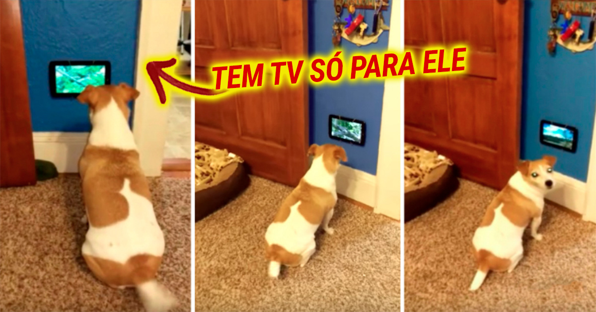 Cão fica encantado ao ver que tem uma Tv só para ele