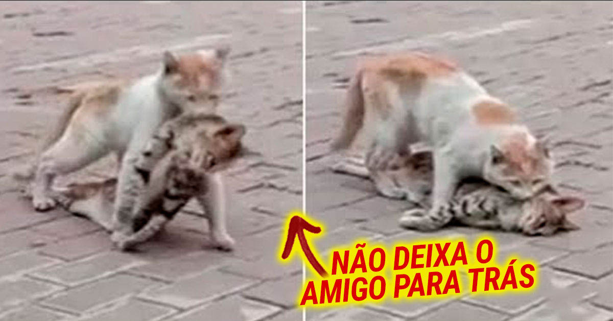 Gato recusa deixar amigo falecido para trás