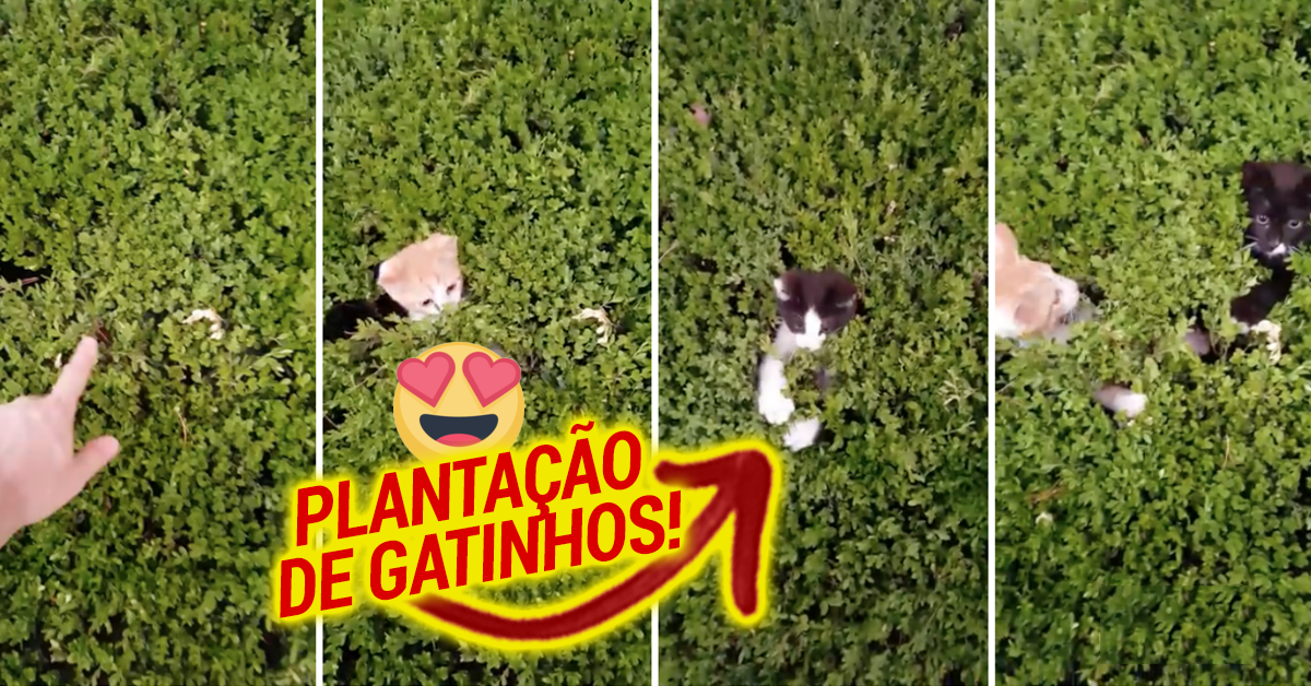 Homem confirma se a plantação de gatinhos deu frutos