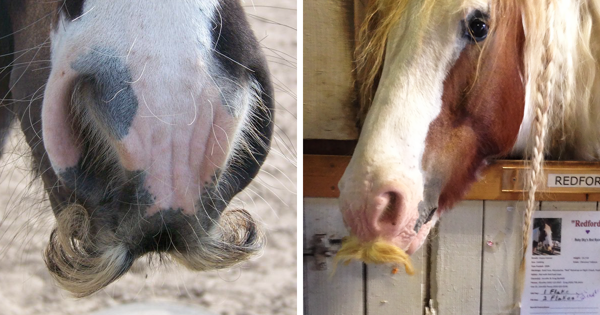 Se algum dia te sentires triste lembra-te que os cavalos podem ter bigode