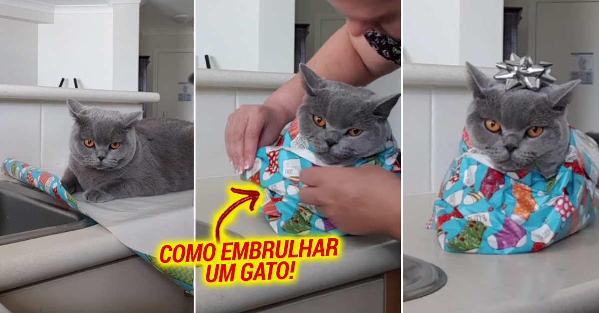 Como embrulhar um gato para oferecer no Natal