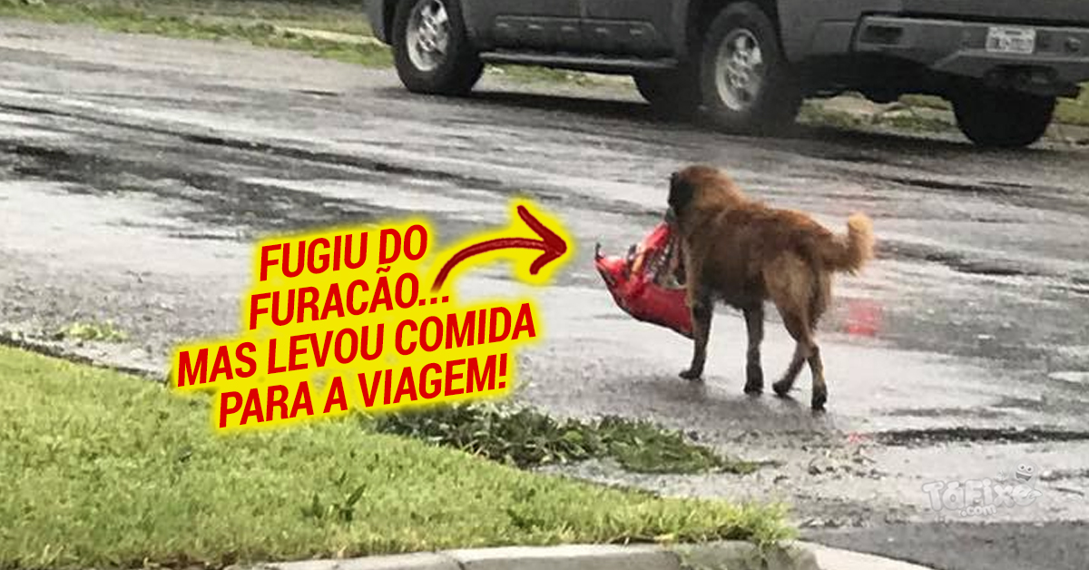 Cão foge do furacão… mas leva o jantar com ele