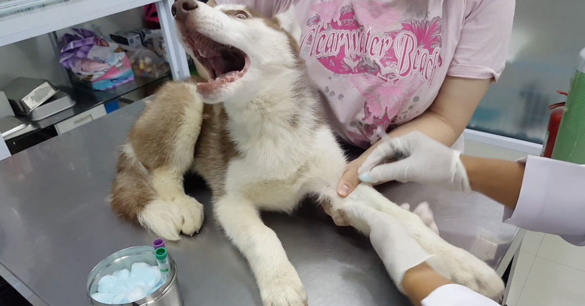 O DRAMA de um Husky na 1ª vez que vai ao veterinário