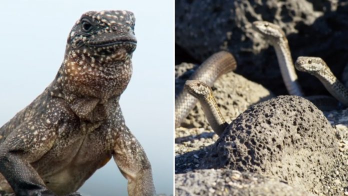 Documentário da BBC: Perseguição de cobras a iguana torna-se viral