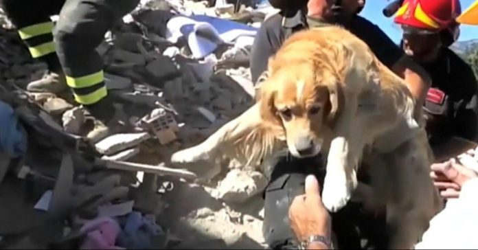 Golden Retriever é resgatado 9 dias após terremoto na Itália