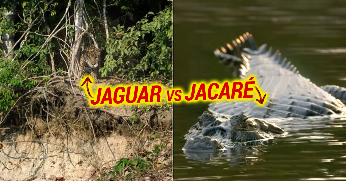 Imagens incríveis mostram Jaguar a caçar Jacaré