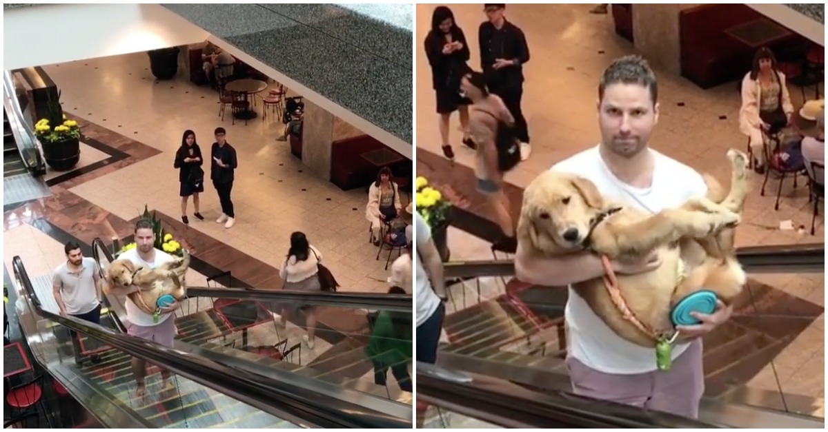 Jasper, o Golden Retriever que não gosta de escadas rolantes