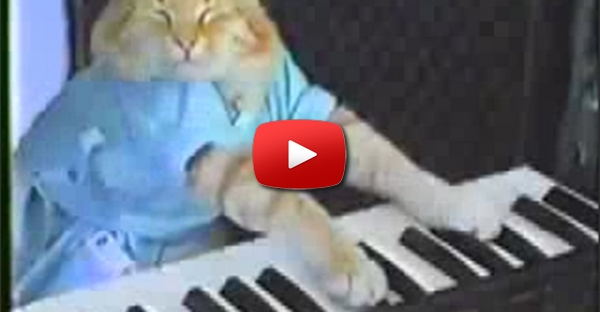 Gato a tocar piano