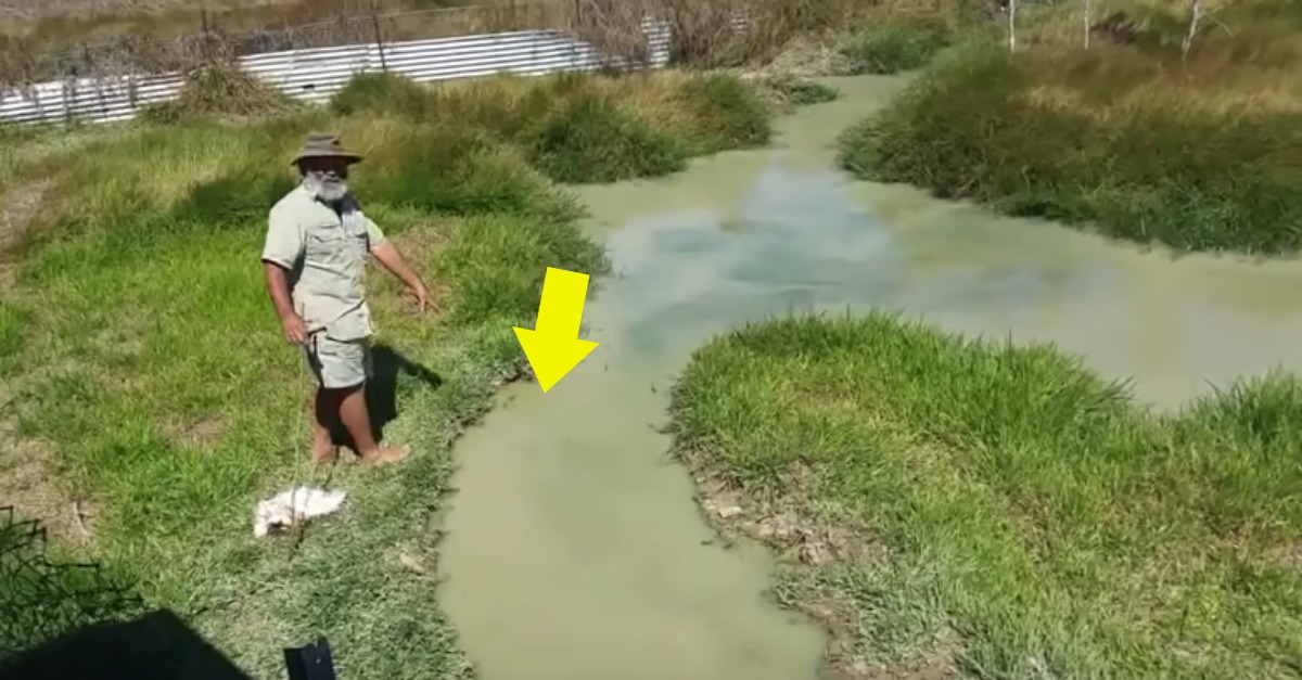 Crocodilo gigante surpreende turistas ao surgir em águas rasas na Australia