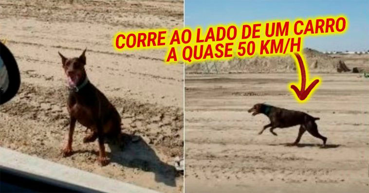 Veloz Dobermann corre ao lado de um carro a quase 50 KmH