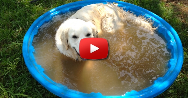 Como escapar de um cão com estilo