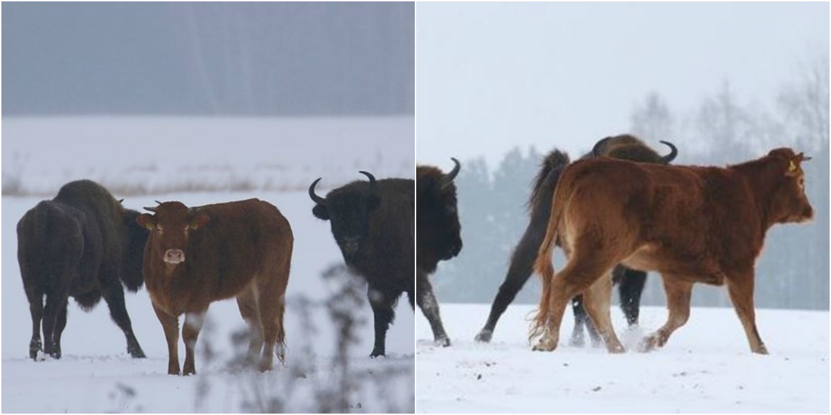 Vaca foge de casa para viver com bisontes