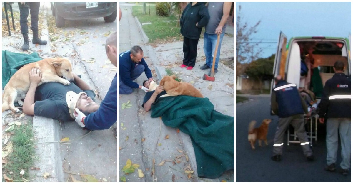 Cão não consegue deixar o dono que ficou ferido em acidente e dá-lhe um abraço