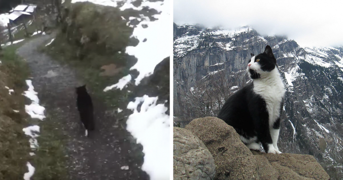 Gatinho guiou homem perdido numa montanha Suíça até um lugar seguro