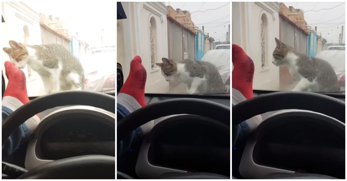 Tenta assustar um gato que está no seu carro… mas teve logo uma dose de Karma Instantâneo