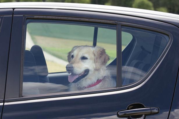 Mulher deixa cão preso dentro de carro por horas