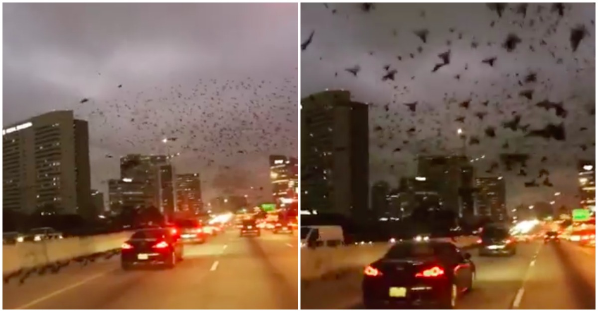 Misteriosa aparição de pássaros pretos assusta a cidade de Houston