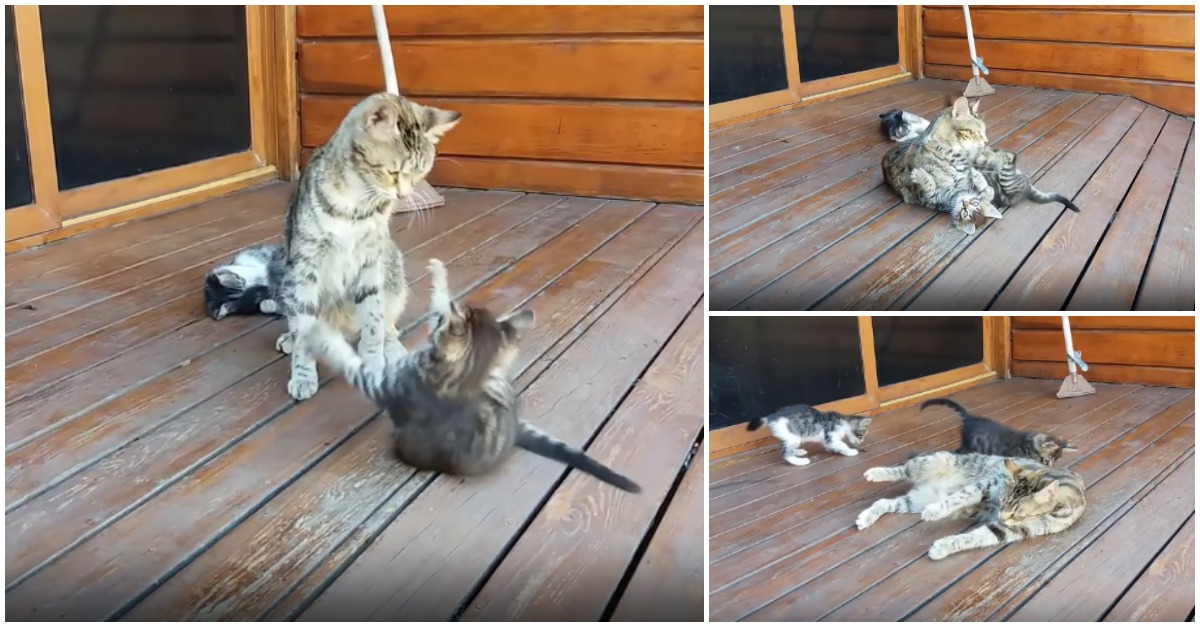 Gata tenta limpar filhote endiabrado que não gosta nada de tomar banho