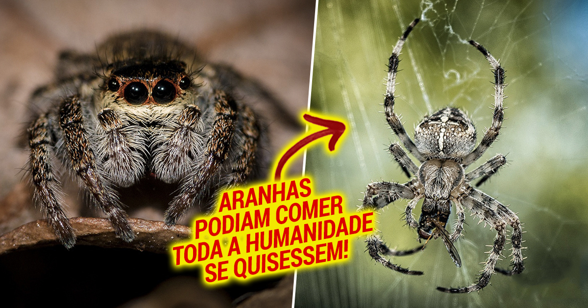 Se quisessem, as aranhas podiam comer a humanidade num ano