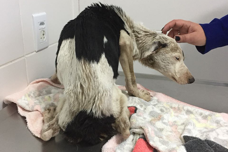 ONG resgata cadela abandonada em bairro de Santa Cruz do Sul (Brasil)