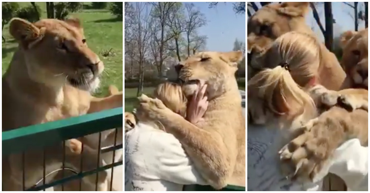 O adorável reencontro entre uma mulher e dois leões