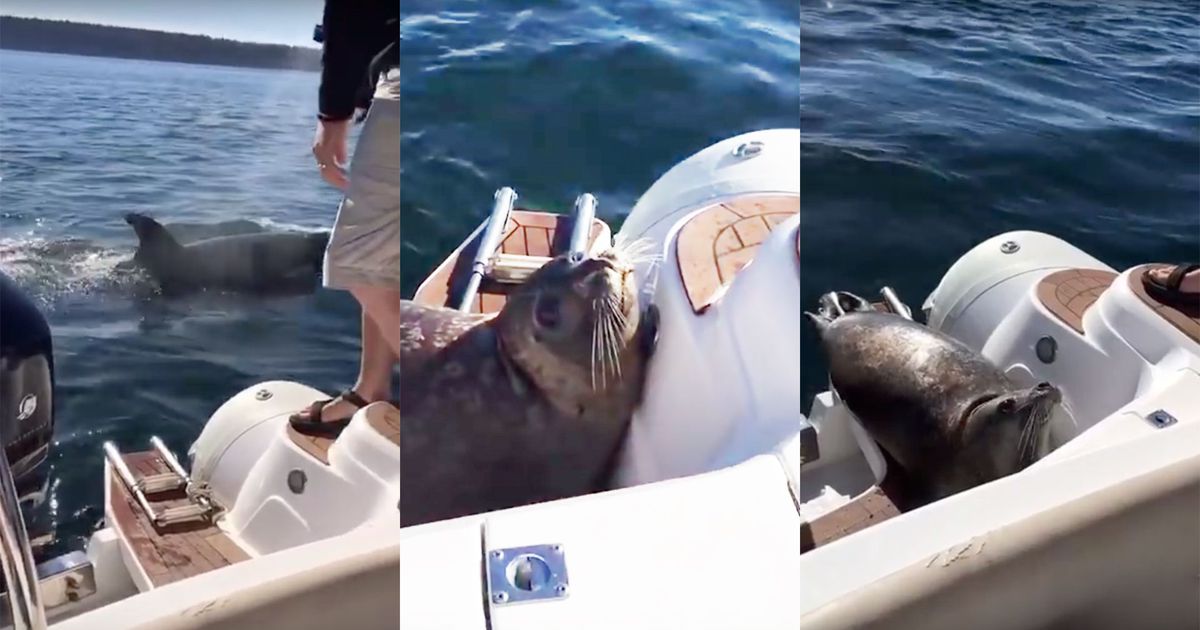 Foca salta para dentro de barco para fugir do ataque de orcas