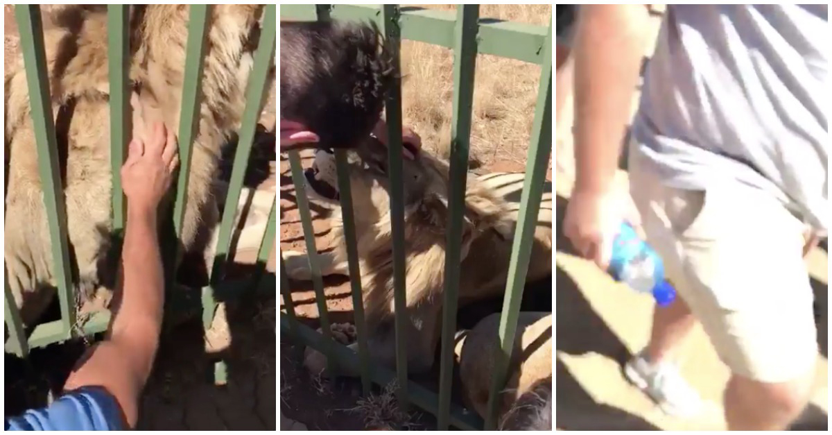 Jogador de rugby acaricia leão como se fosse "um gatinho" e passa por momento de aflição