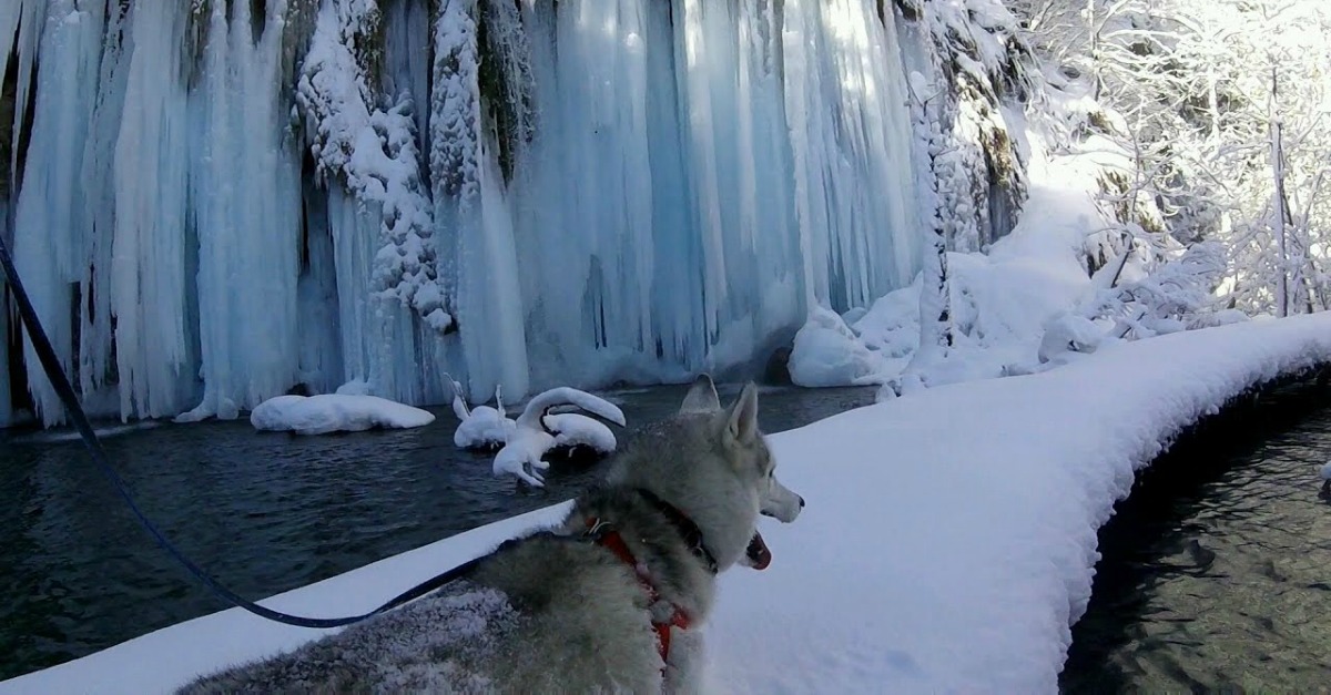 Gravou imagens incríveis durante passeio com o seu Husky junto a cascatas congeladas