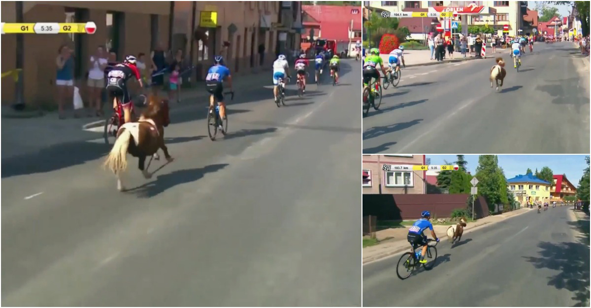 Pónei tenta ganhar etapa da Volta à Polónia em bicicleta