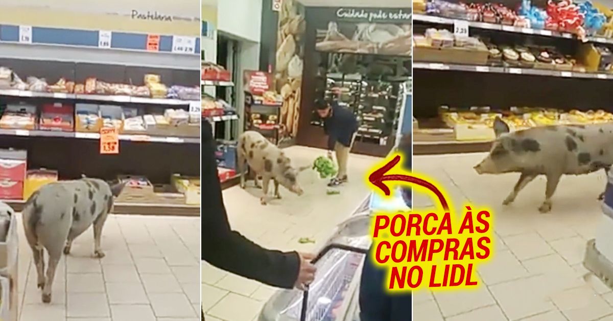 Porca foi às compras ao Lidl