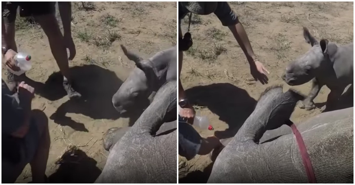 Rinoceronte bebé protege a mãe contra dois veterinários... SO CUTE!