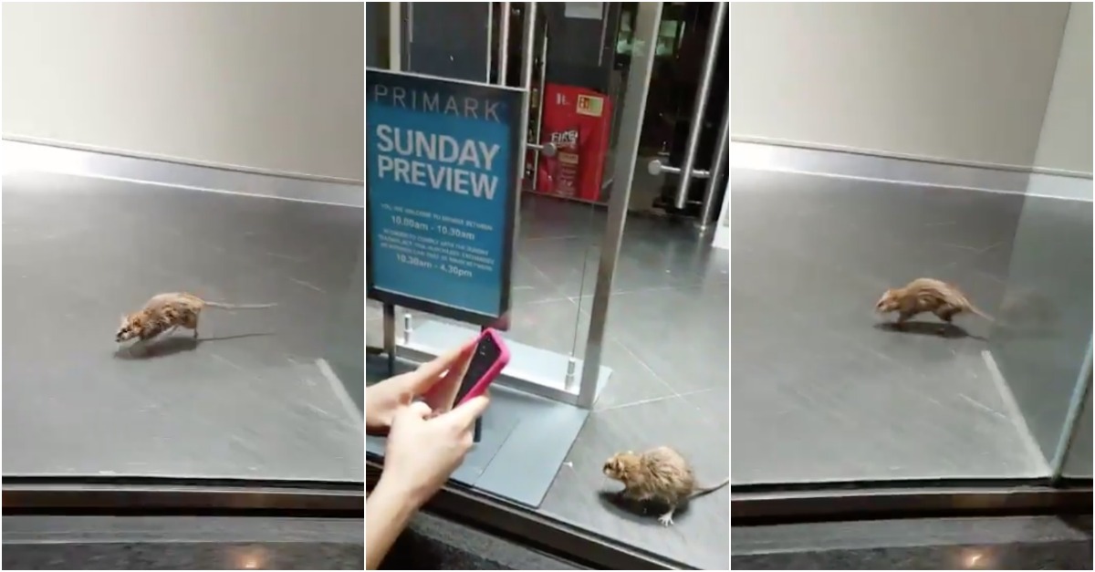 Rato filmado a desfilar em loja da Primark