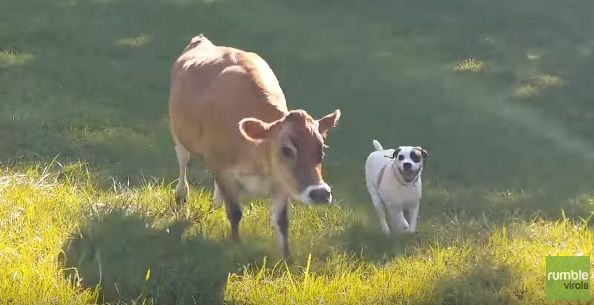 Vaca e cão fazem amizade e brincam juntos em santuário